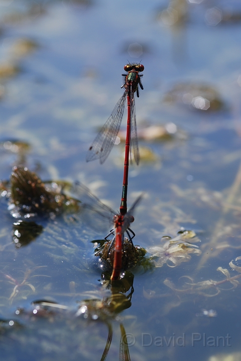 Large red damselfly mating pair - B.JPG - Large red damselfly mating pair - Cotswolds